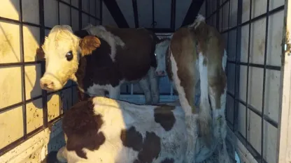 Muş’ta çalınan büyükbaş hayvanlar jandarma kontrolüne takıldı