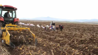 Tercan Ovası’nda kışlık patates bereketi