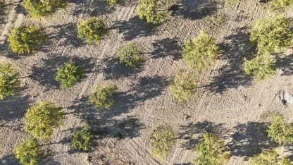 Zirai dondan etkilenen kayısı ağaçları gelecek yıl için umut veriyor