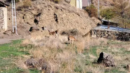 Erzurum'da köyde yaban keçileri özgürce otluyor
