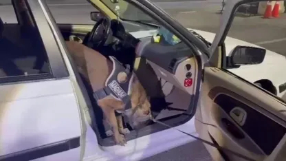 Erzurum’da araçta gizlenmiş uyuşturucuyu ’Magnum’ buldu