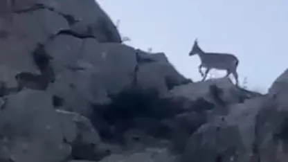 Malatya’da yaban keçileri görüntülendi