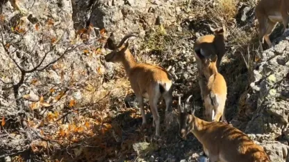 Sarp dağlarda  yaşayan yaban keçileri görüntülendi