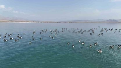 Erçek Gölü’nün yeni misafirleri küçük sakarcalar havadan görüntülendi