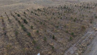 Patnos'ta fidanlar toprakla buluştu