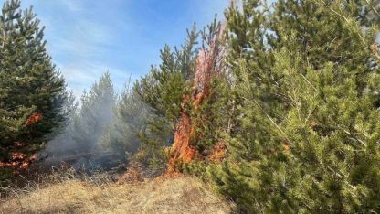 Kars Sarıkamış ormanlarında örtü yangını