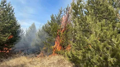 Kars Sarıkamış ormanlarında örtü yangını