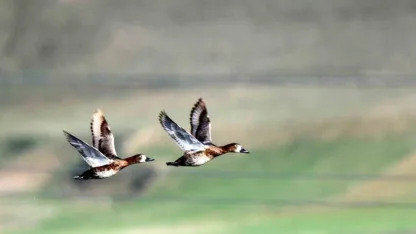 Ekşisu Sazlığı, 149 kuş türüne ev sahipliği yapıyor