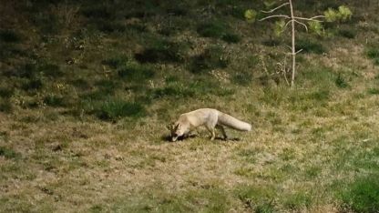 Tilkiler kent merkezine indi