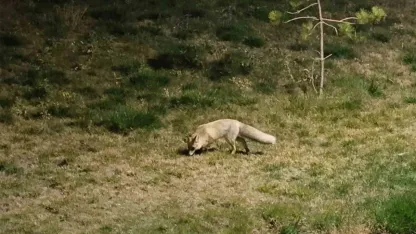 Tilkiler kent merkezine indi