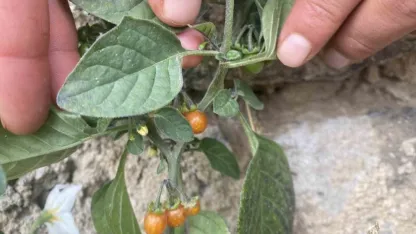 Ağrı’da kasım ayında açan çiçekler şaşırttı