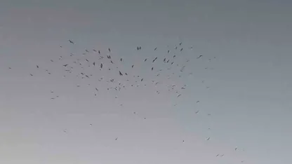 Van semalarında kuş sürüsünün görsel şöleni