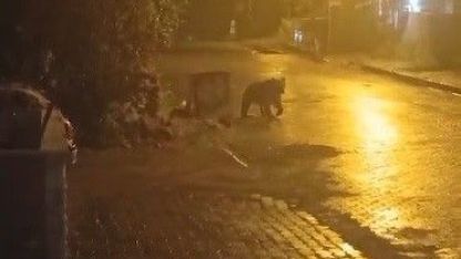 Kars Sarıkamış’ta ayılar kış uykusunu unuttu