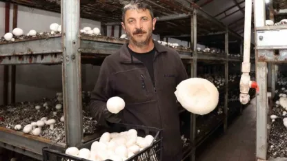 Yılın son mantar hasadı başladı