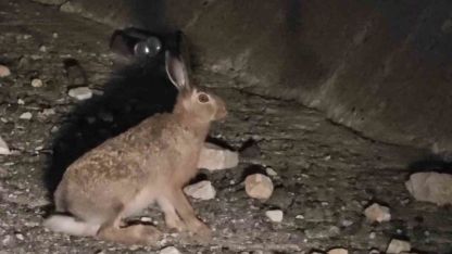 Erzurum Uzundere otoyolunda yabani tavşan görüntülendi