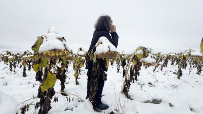 Profesörden karlı bir ayçiçeği tarlasında şaşırtan performans