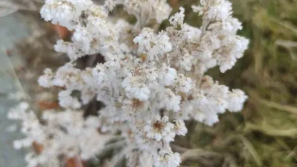 Ardahan Göle'de eksi 13 derece, ağaçlar kırağı tuttu