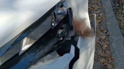 Erzurum İspir'de otomobil ayıya çarptı