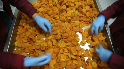 Zirai donun vurduğu coğrafi işaretli Malatya kayısısında hedef 300 milyon dolar gelir