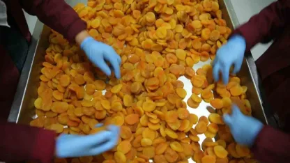 Zirai donun vurduğu coğrafi işaretli Malatya kayısısında hedef 300 milyon dolar gelir