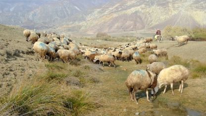 Erzincan’da tehlikeli sorumsuzluk: Şaplı hayvanlar meraya atıldı