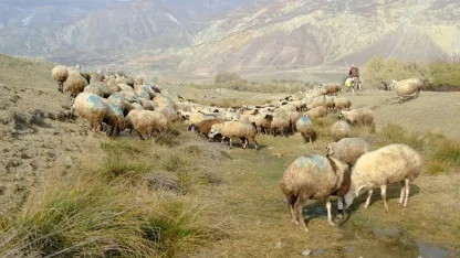 Erzincan’da tehlikeli sorumsuzluk: Şaplı hayvanlar meraya atıldı
