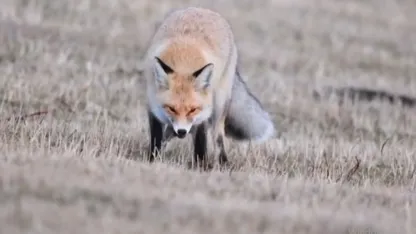 Ardahan’da kızıl tilkinin fare avı