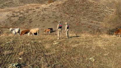Refahiye’de kaybolan hayvanlar bulunarak sahibine teslim edildi