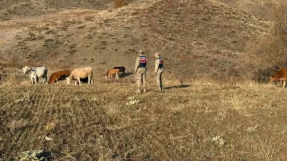 Refahiye’de kaybolan hayvanlar bulunarak sahibine teslim edildi