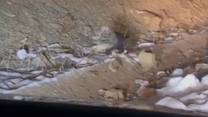 Yüksekova’da Hint oklu kirpi görüntülendi