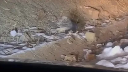 Yüksekova’da Hint oklu kirpi görüntülendi