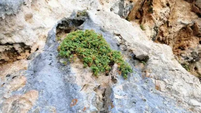 Malatya’ya özgü endemik bitki, sarı kantarondan daha etkili bulundu