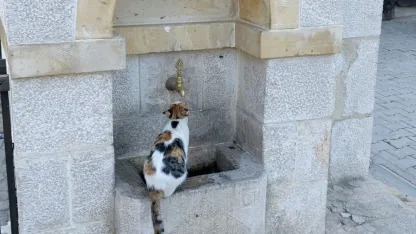 Erzincan Kemaliye’nin sevimli kedisi ‘Tekir’ çeşme başı müdavimi oldu