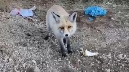 Bitlis'te pomza ocağının maskotu tilki: 3 yıllık sıra dışı dostluk