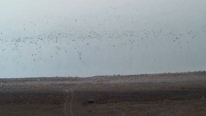 Kars Barajı, göçmen kuşların yeni mekan