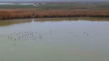Bitlis’ten göç etmeyen kuşlar sıcak sulara sığındı