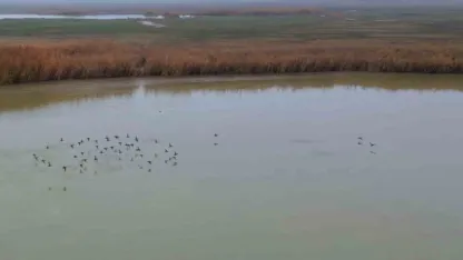 Bitlis’ten göç etmeyen kuşlar sıcak sulara sığındı