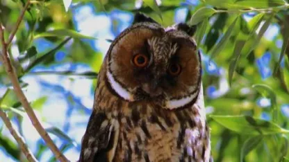 Özalp’te kulaklı orman baykuşu görüntülendi