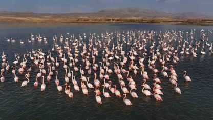 Flamingolar, Erçek Gölü’ndeki konaklama süresini uzattı