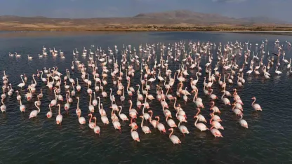 Flamingolar, Erçek Gölü’ndeki konaklama süresini uzattı