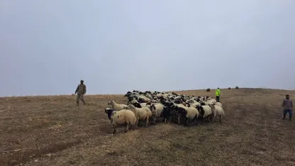 MUş'ta jandarma arazide kaybolan küçükbaş hayvanları bularak sahibine teslim etti