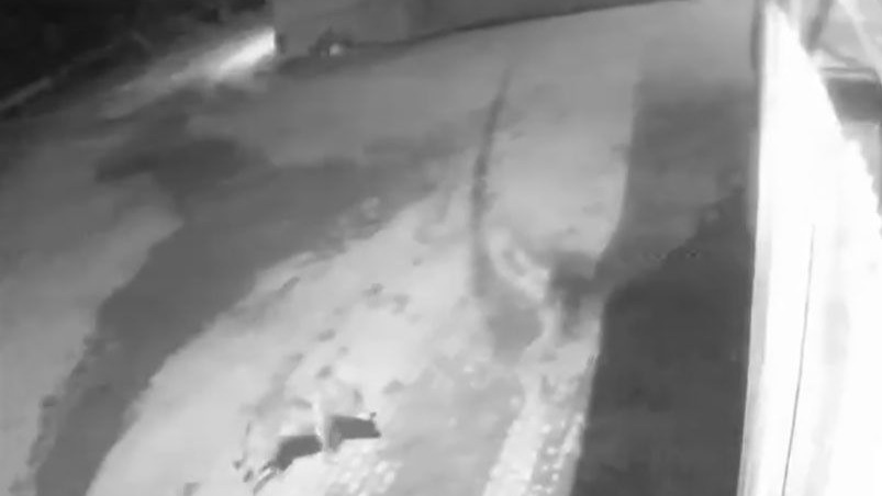 Aç kurtlar yerleşim birimine indi