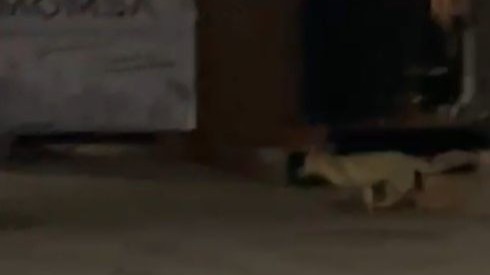 Aç tilki kent merkezine indi