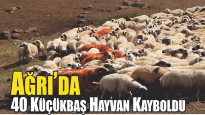 Ağrı’da 40 Küçükbaş Hayvan Kayboldu