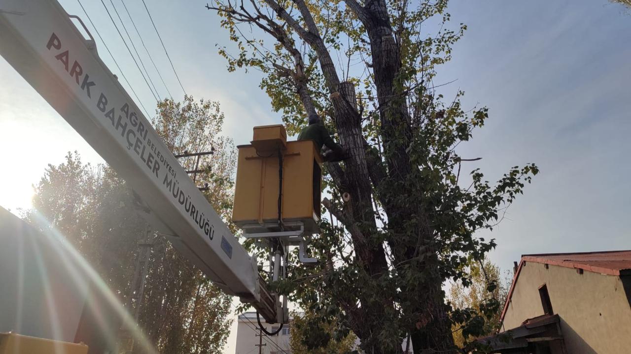 Ağrı’da Ağaçlara ‘Kış Bakımı’