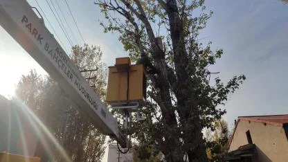 Ağrı’da Ağaçlara ‘Kış Bakımı’