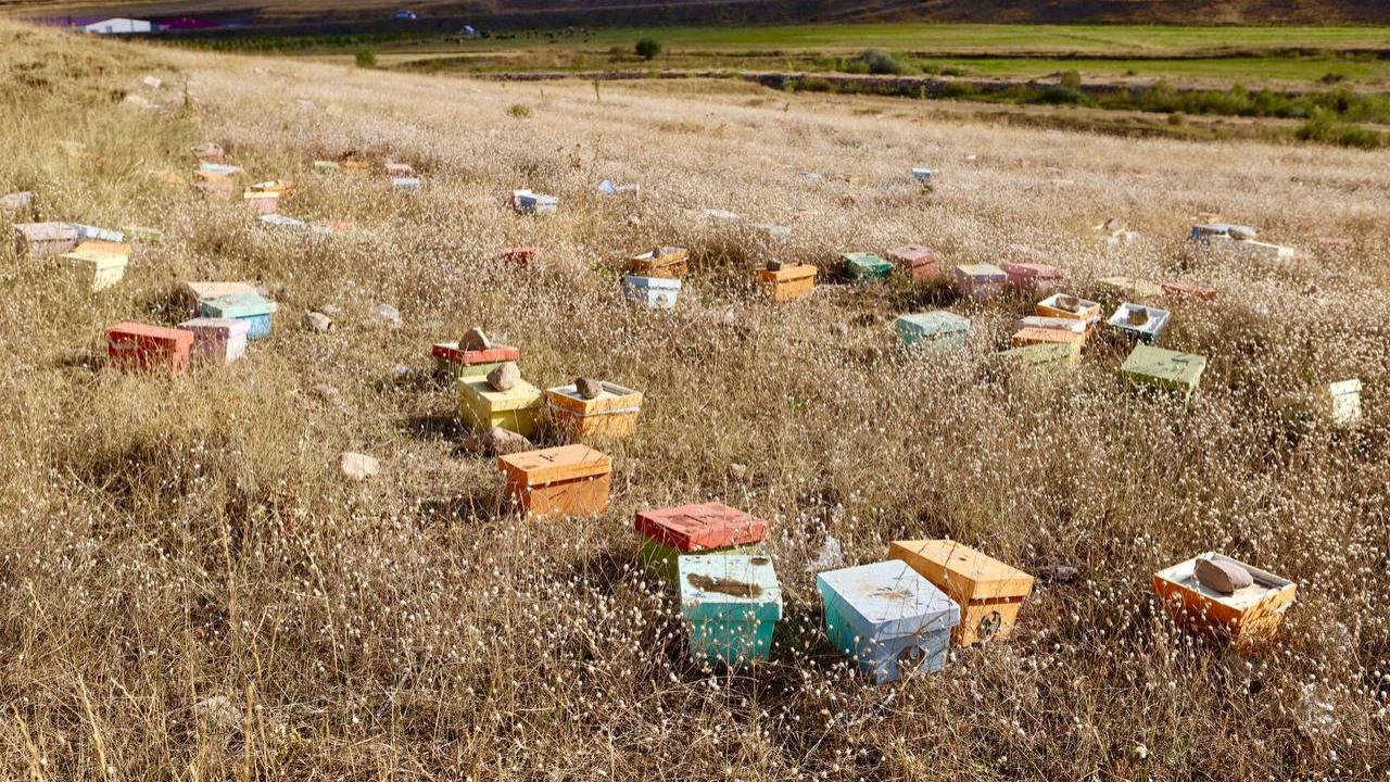 Ağrı’da arılar gitti, kovanları boş kaldı