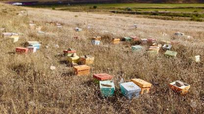 Ağrı’da arılar gitti, kovanları boş kaldı