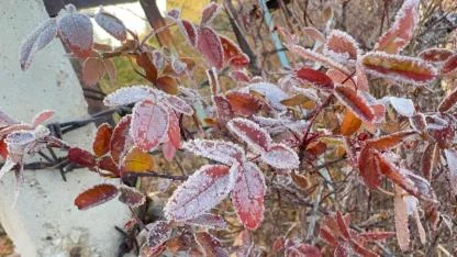 Ağrı’da Bitkiler Kırağı Tuttu