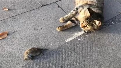 Ağrı’da Kedi Yakaldığı Fareyle Dakikalarca Oynadı